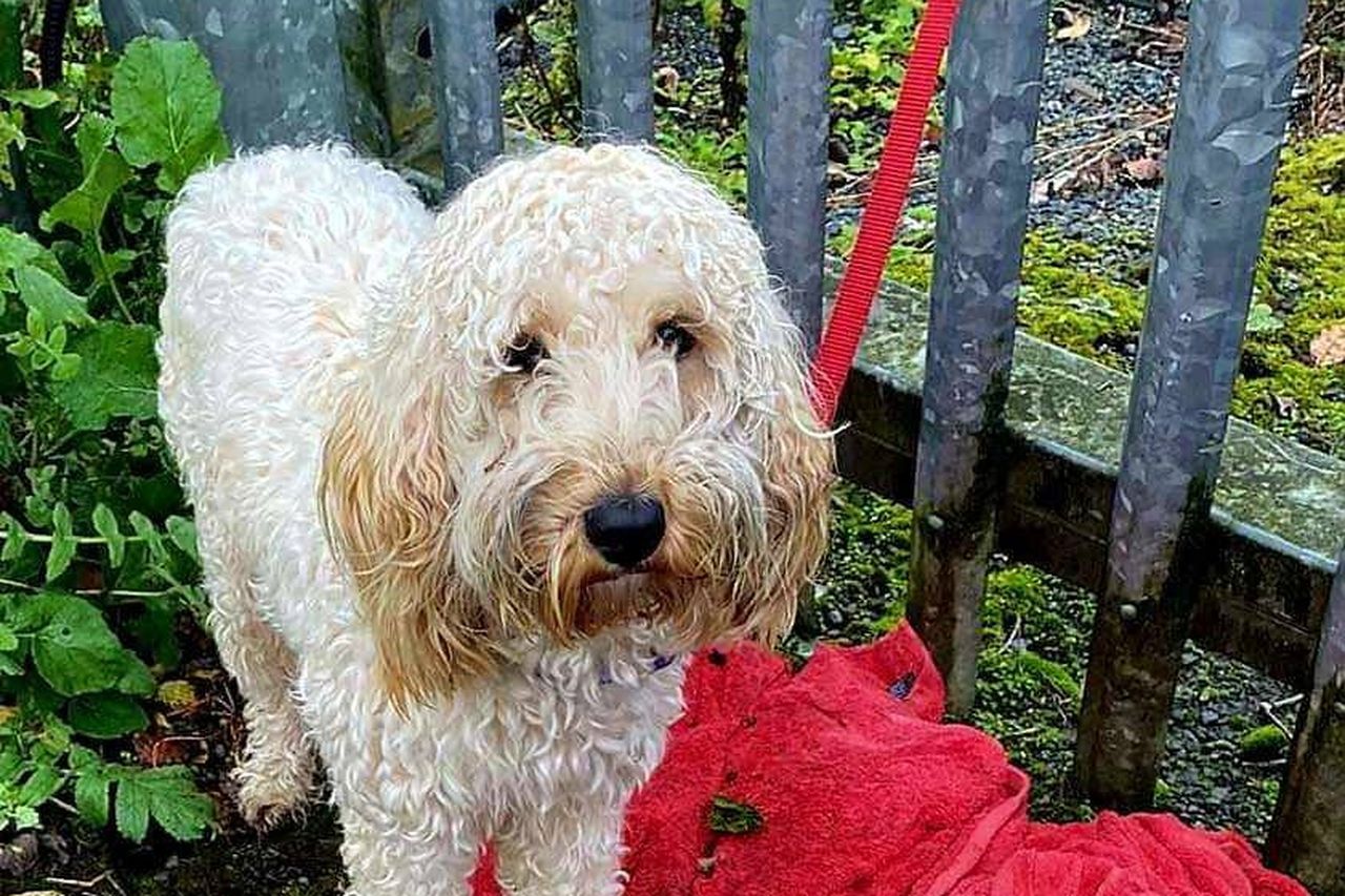 Cockapoo 2024 rescue centre